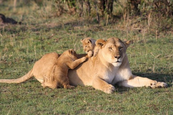 leona Massai Mara