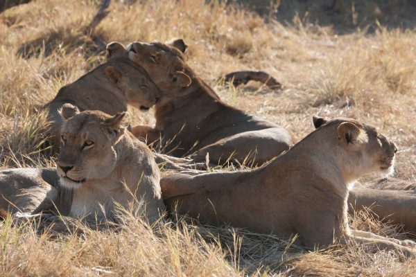 leones de botswana