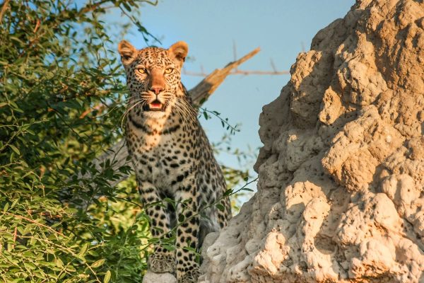 leopardo Botswana