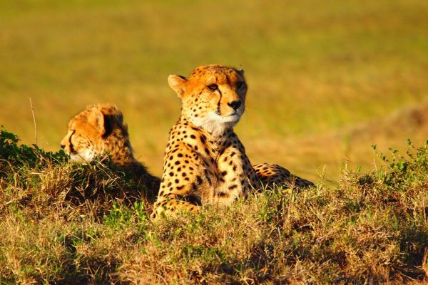 leopardo Mara