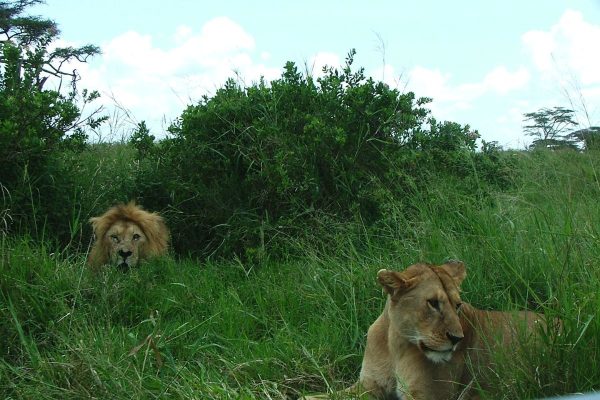 serengeti kelly